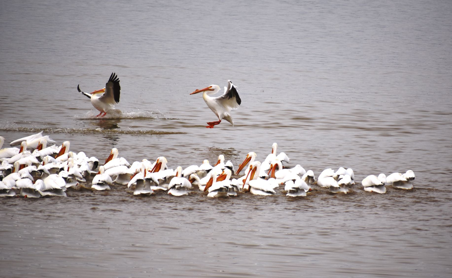 Pelicans on Wilson Lake